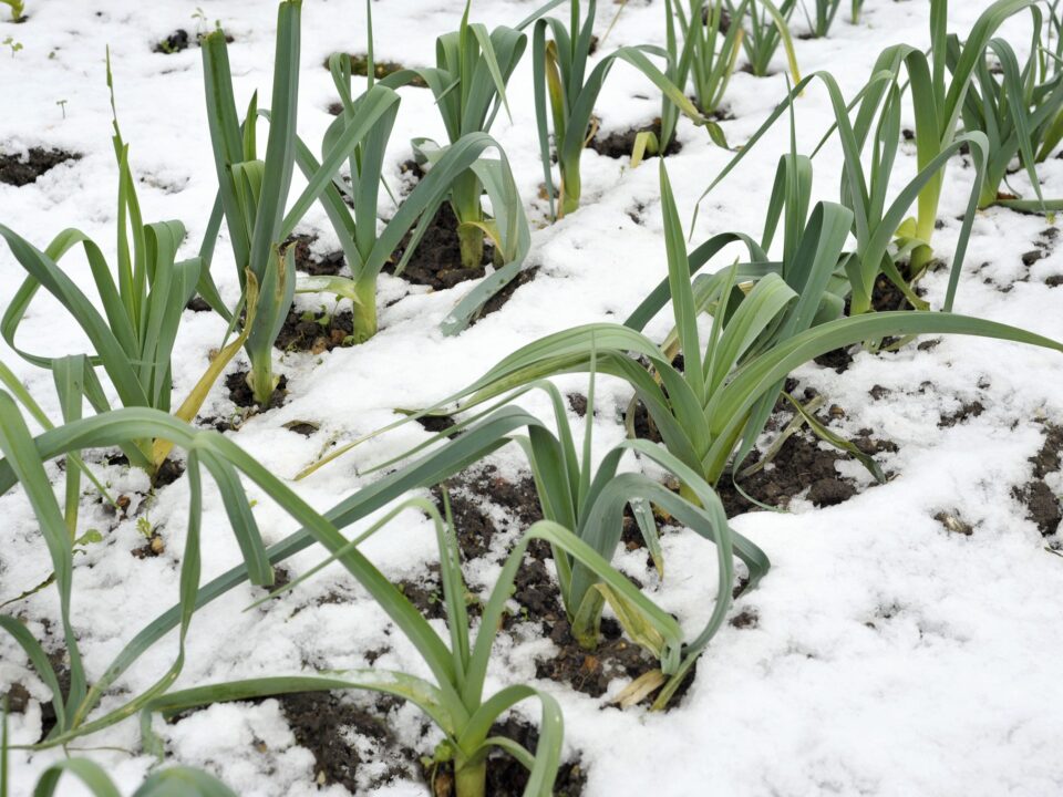 Leeks in the winter snow scaled